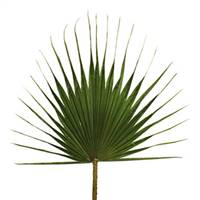 23-31" Grn Washingtonia Palm Frond 50/Bx