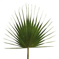 32-40" Grn Washingtonia Palm Frond 40/Bx