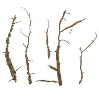 Natural Winged Elm Branches - Bulk