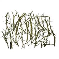 Basil Winged Elm Branches - Bulk