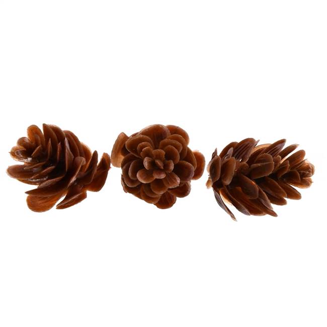 0.6-0.8" Frosted Pinecones 1,250/Bag