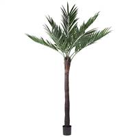 96" UV Kentia Palm w/288 Lvs