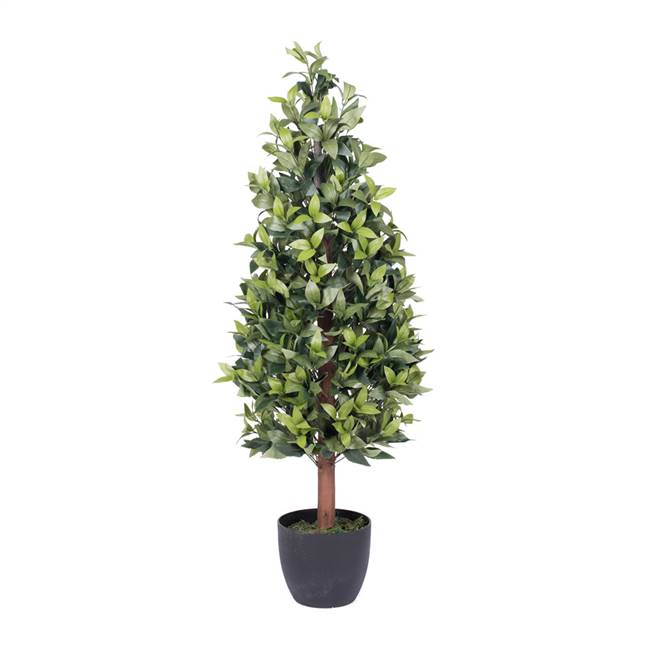 4' Bay Tree in Pot