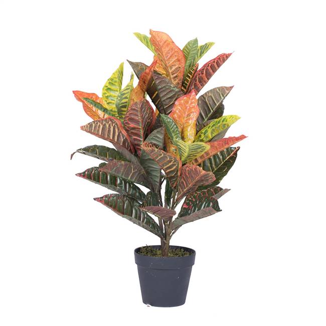 30" Real touch croton  in pot