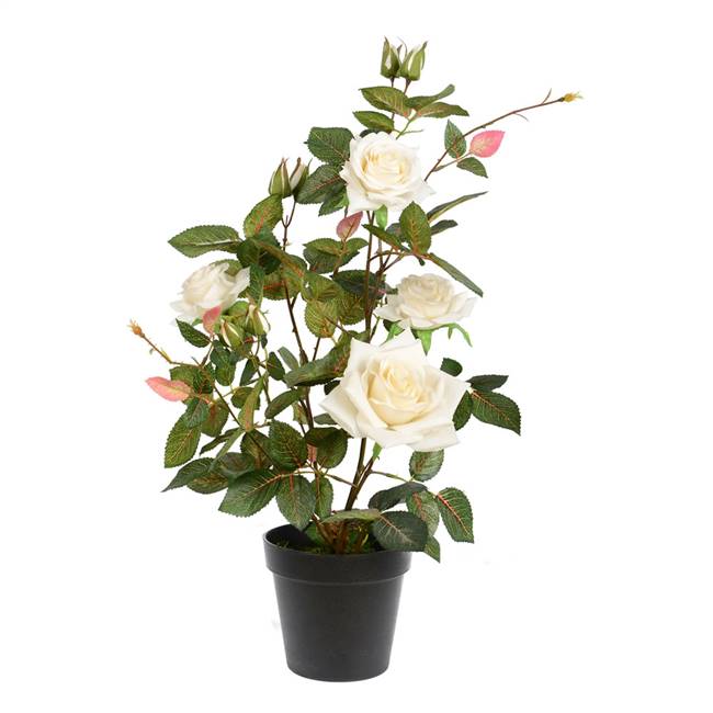 21" White Rose Plant in Pot