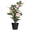 21" Pink Rose Plant in Pot