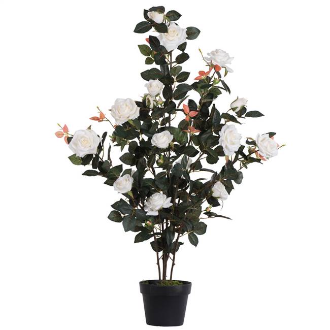 45" White Rose Plant in Pot