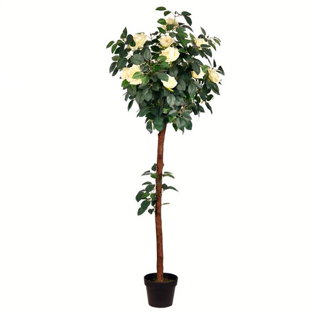 5' Potted White Rose Tree x18 Flowers