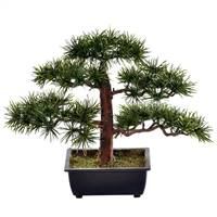 10" Potted Guest Greeting Bonsai Pine