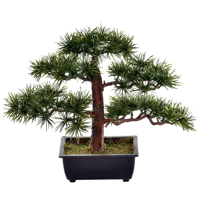 10" Potted Guest Greeting Bonsai Pine