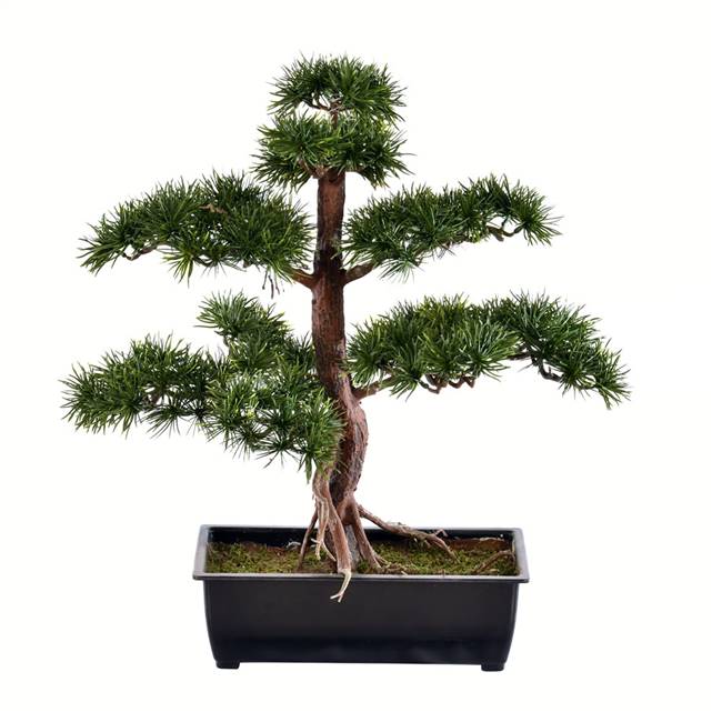 19" Potted Guest Greeting Bonsai Pine
