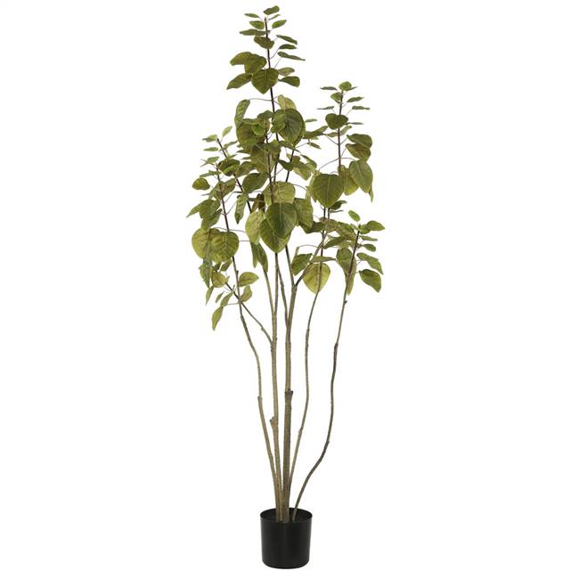 4' Cotinus Coggygria Tree w/Pot-Green