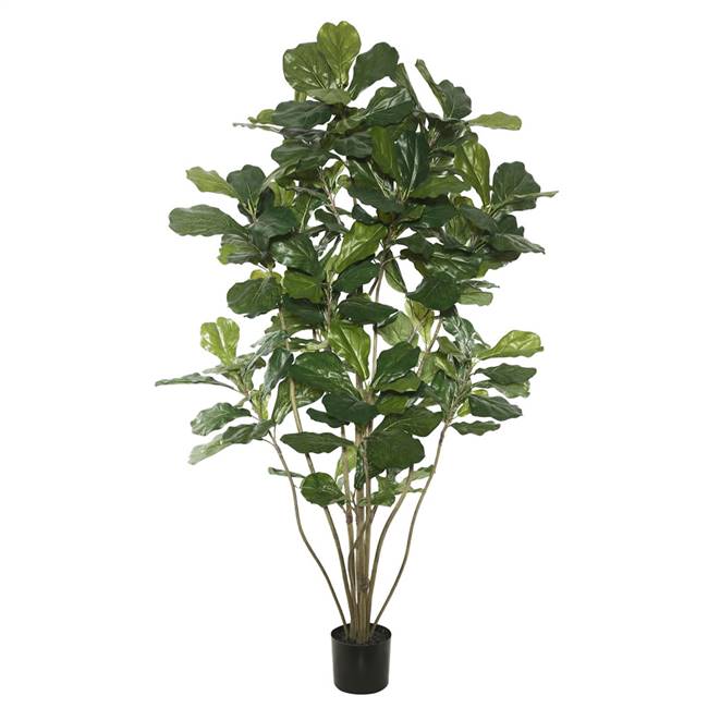 6' Potted Fiddle Tree  W/204 Lvs-Green