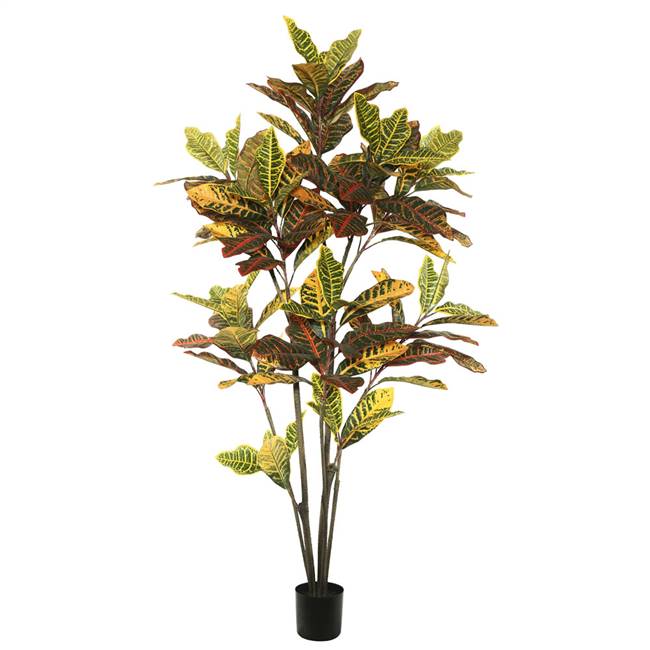 5' Potted Cronton  Tree  W/104 Lvs-Green