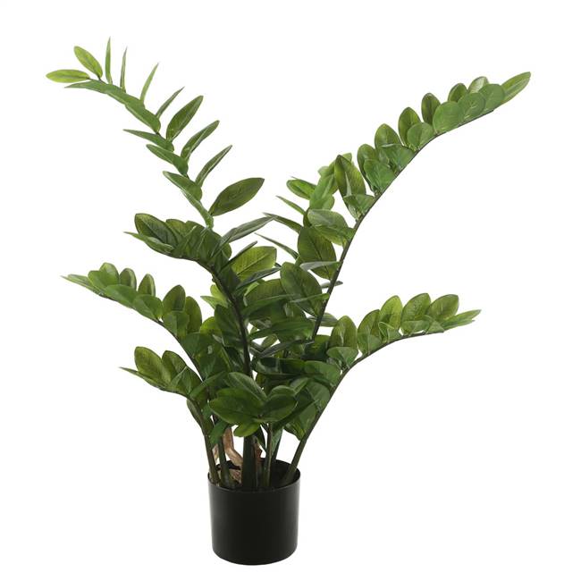 28" Zamifolia Bush X 7 w/Pot -Green