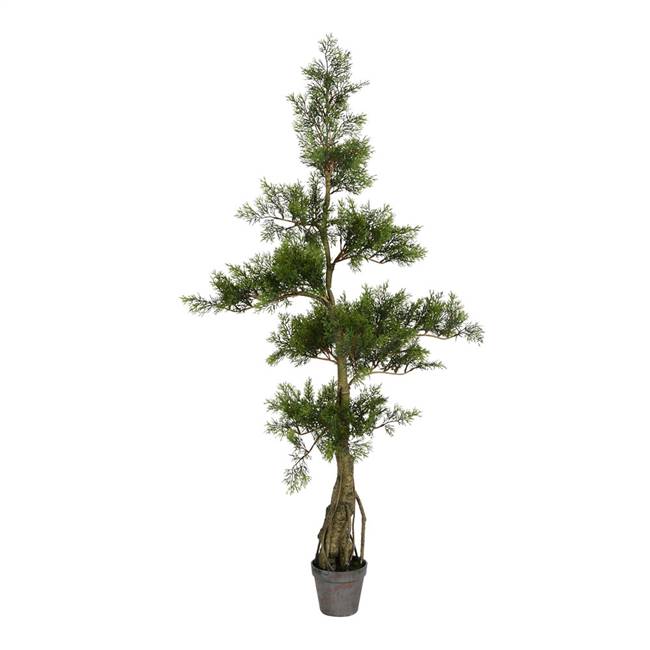 4' Potted Cedar Tree 208Lvs