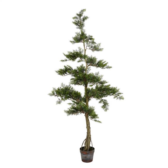 5' Potted Cedar Tree 323Lvs