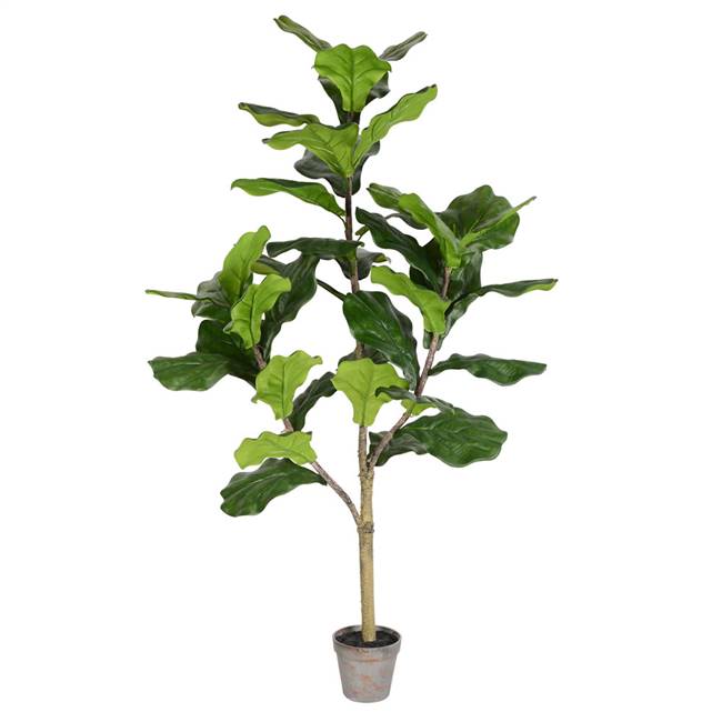 4' Potted Fiddle Tree 39Lvs