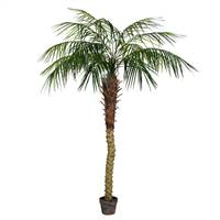 6' Potted Pheonix Palm Tree 545Lvs