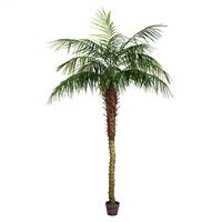 7' Potted Pheonix Palm Tree 899Lvs