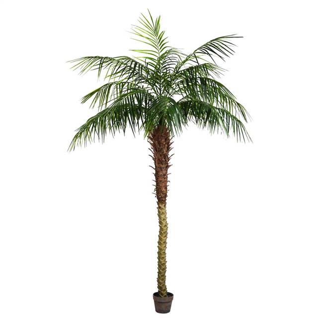 7' Potted Pheonix Palm Tree 899Lvs