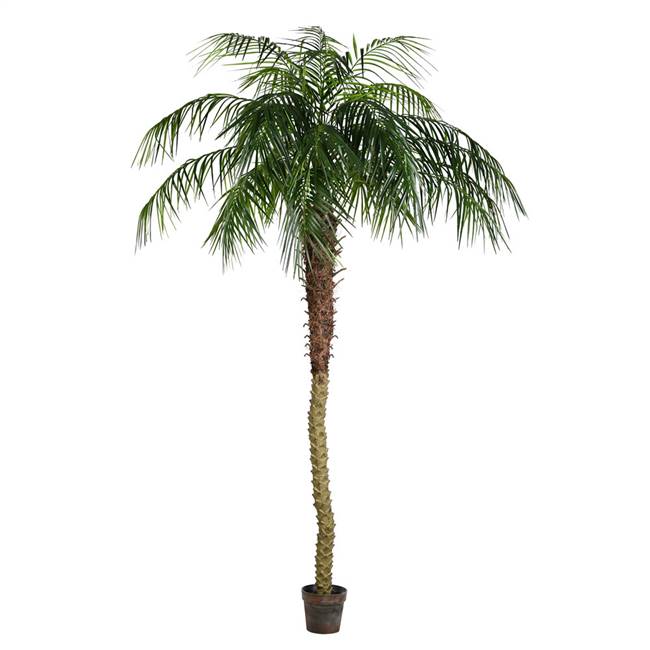 8' Potted Pheonix Palm Tree 1095Lvs