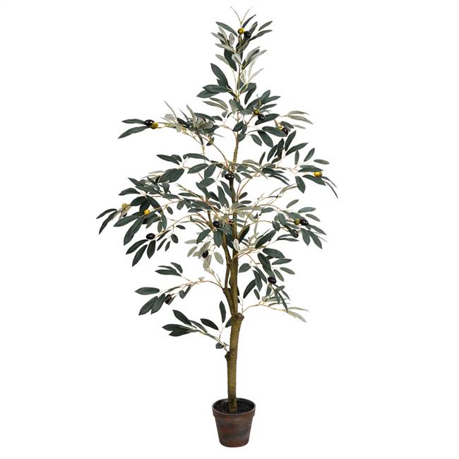 4' Potted Olive Tree 408 Lvs