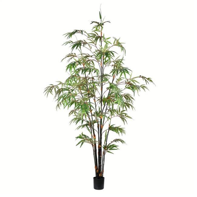 6' Potted Black Japanese Bamboo Tree