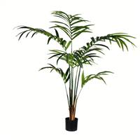 6' Potted Kentia Palm 118 Leaves