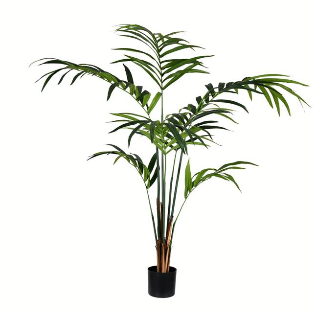 6' Potted Kentia Palm 118 Leaves