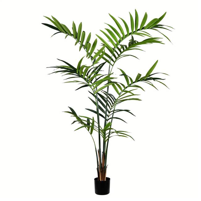 7' Potted Kentia Palm 150 Leaves