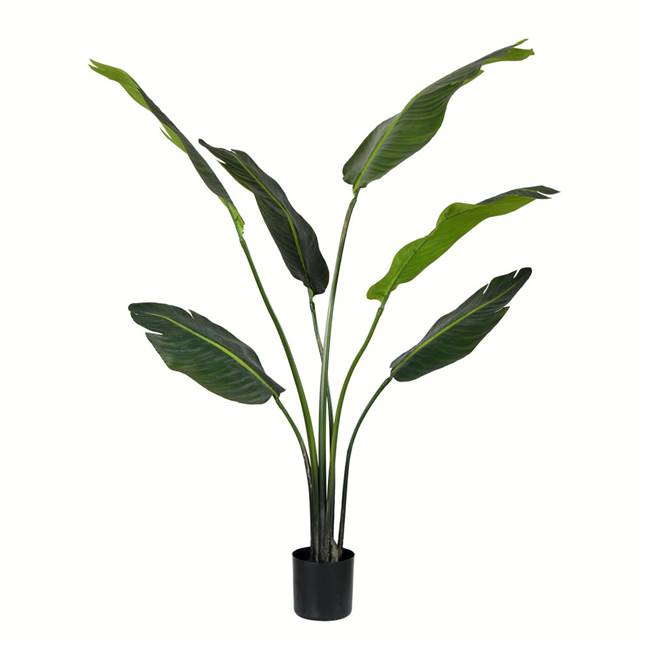 4' Potted Travelers Palm 6 Leaves