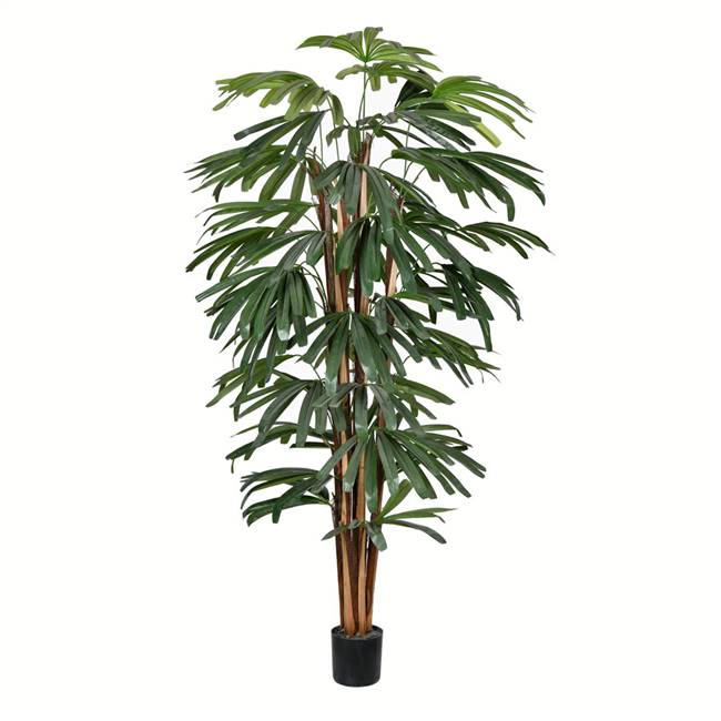 5' Potted Rhaphis Tree 370 Leaves