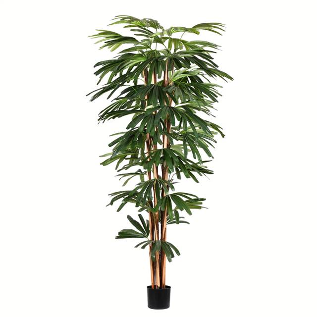 6' Potted Rhaphis Tree 543 Leaves