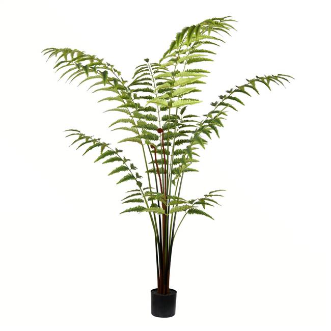6' Potted Leather Fern 228 Leaves