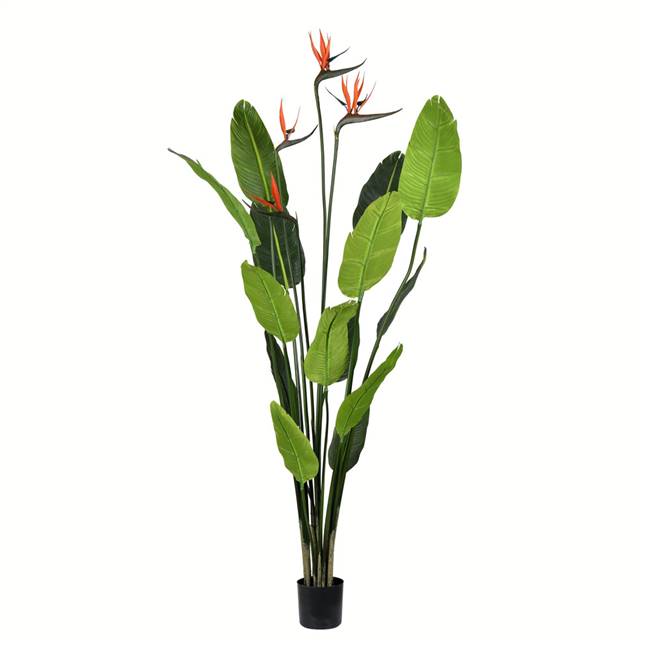 5' Potted Bird of Paradise Palm 14 Leave