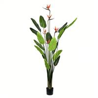 6' Potted Bird of Paradise Palm 16 Leave