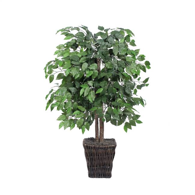 4' Ficus in Square Willow Container