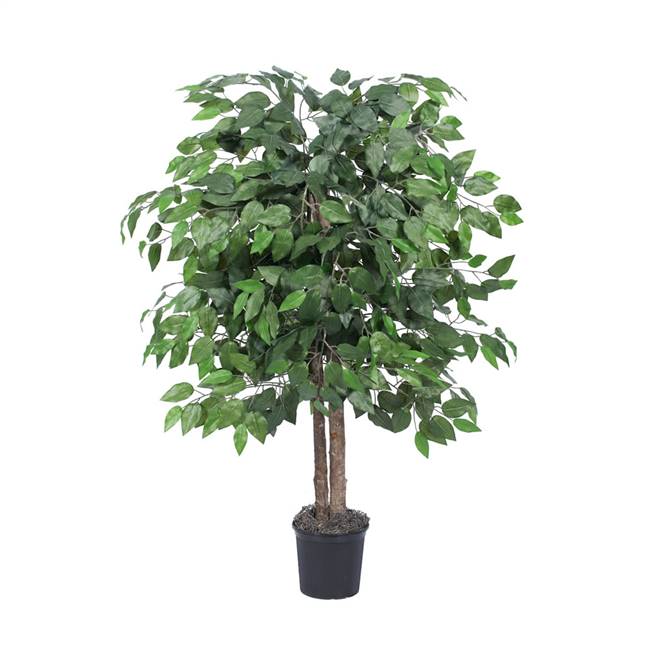 4' IFR Ficus Bush in Blk Pot