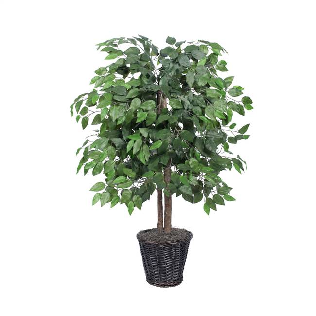 4' Ficus Bush