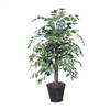 4' Variegated Ficus Bush
