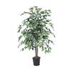 4' Variegated Ficus Bush