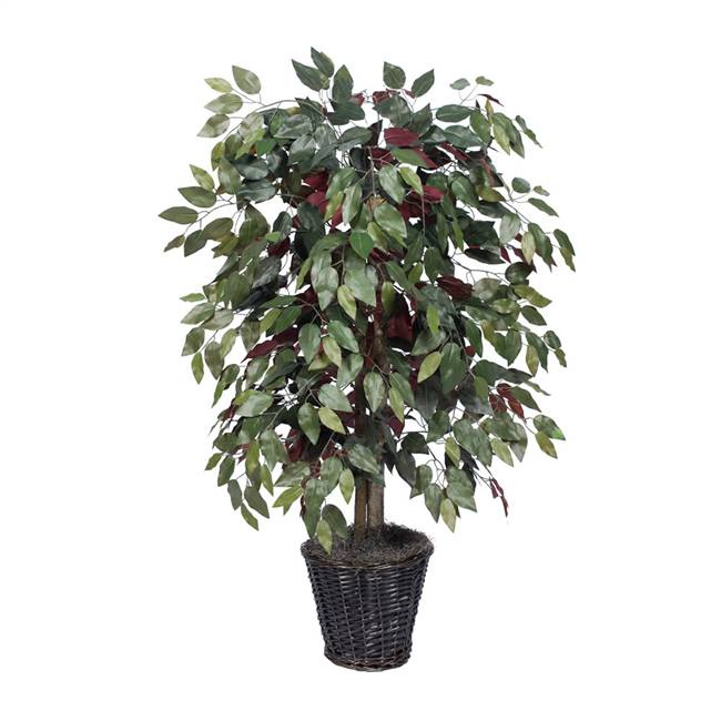 4' Capensia Bush