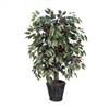 4' IFR Capensia Bush