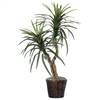 4' Marginata Bush