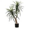 4' Marginata Bush