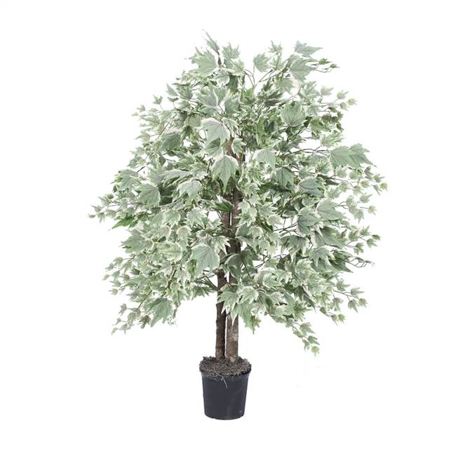 4' Silver Maple Bush