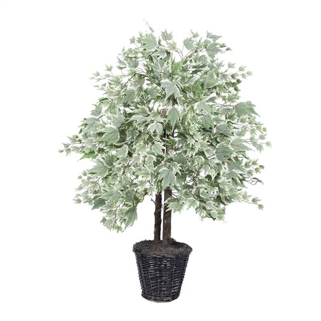 4' Silver Maple Bush