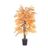 4' Golden Aspen Bush in Blk Pot