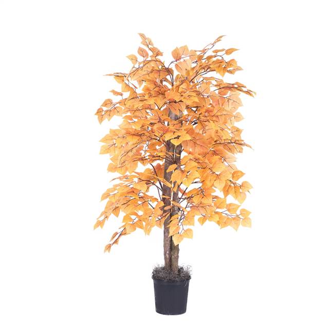 4' Golden Aspen Bush in Blk Pot